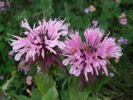 Monarda 'Beauty of Cobham'