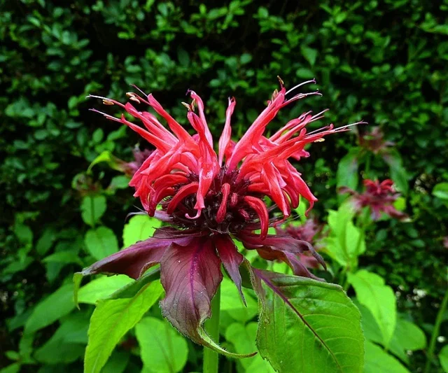 Monarda 'Cambridge Scarlet'