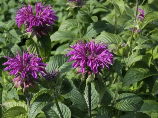 Monarda 'Prärienacht'