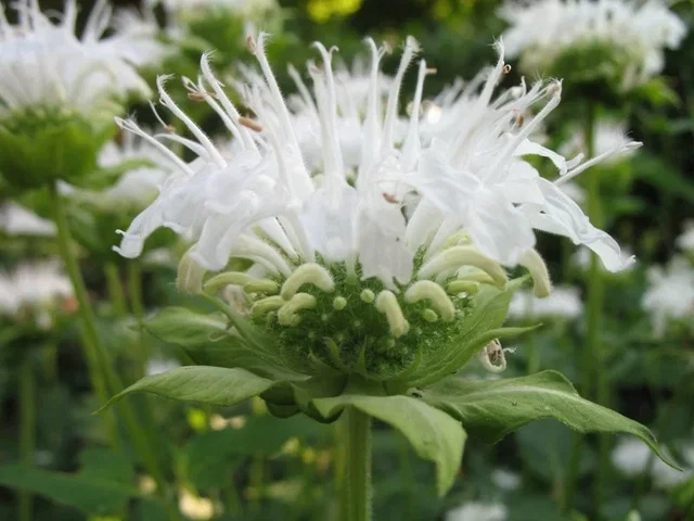 Monarda 'Schneewittchen'