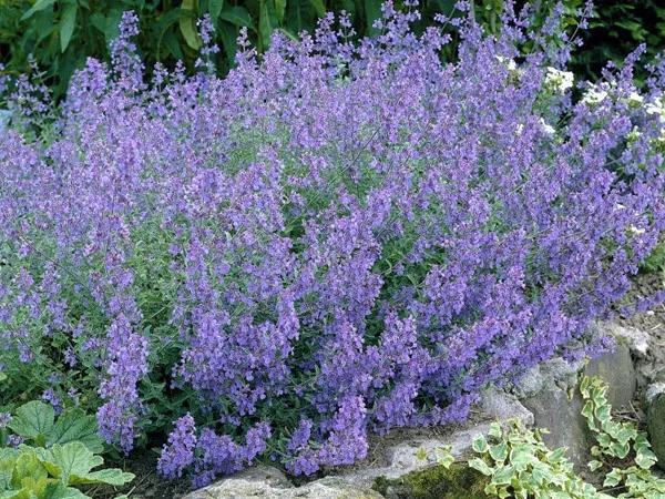 Nepeta 'Dropmore'