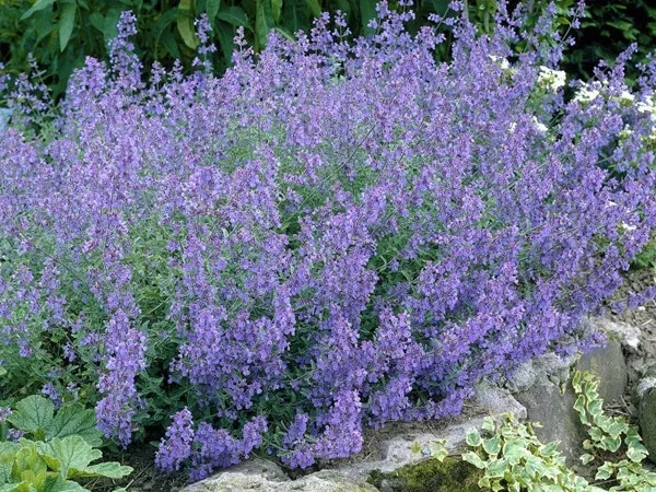 Nepeta 'Dropmore' Nepeta 'Dropmore'