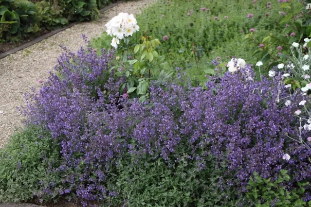 Nepeta 'Kit Cat' Nepeta 'Kit Cat'