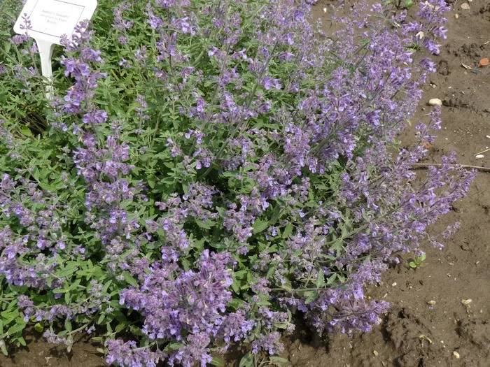 Nepeta 'Senior'