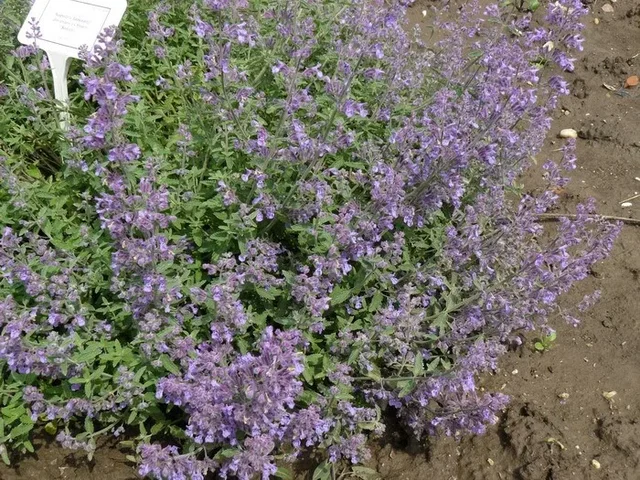 Nepeta 'Senior' Nepeta 'Senior'