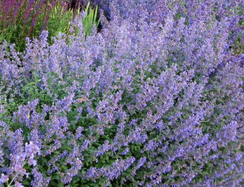 Nepeta 'Six Hills Giant'