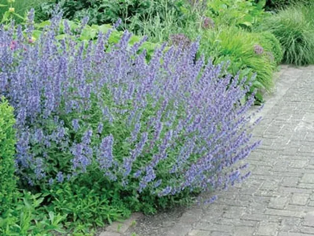 Nepeta 'Walker's Low' Nepeta 'Walker's Low'