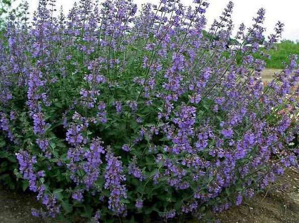 Nepeta faassenii