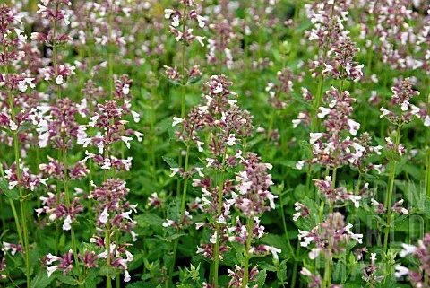 Nepeta grandiflora 'Dawn to Dusk' Nepeta grandiflora 'Dawn to Dusk'