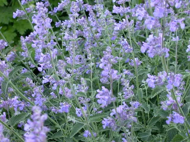 Nepeta nervosa Nepeta nervosa