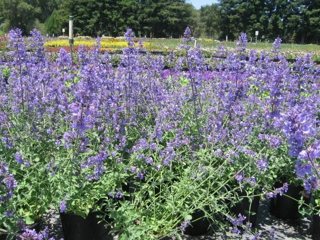 Nepeta racemosa 'Blue Wonder' Nepeta racemosa 'Blue Wonder'