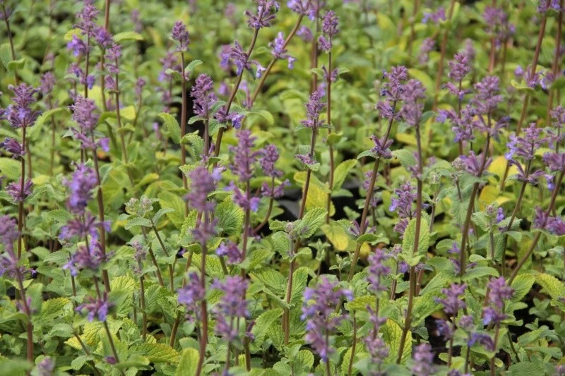 Nepeta racemosa 'Grog'