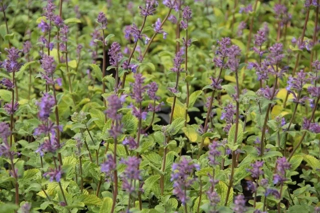 Nepeta racemosa 'Grog' Nepeta racemosa 'Grog'