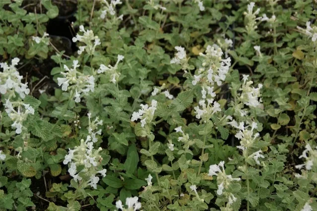 Nepeta racemosa 'Snowflake' Nepeta racemosa 'Snowflake'