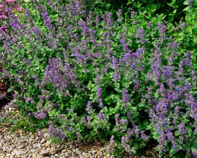 Nepeta racemosa 'Little Titch' Nepeta racemosa 'Little Titch'