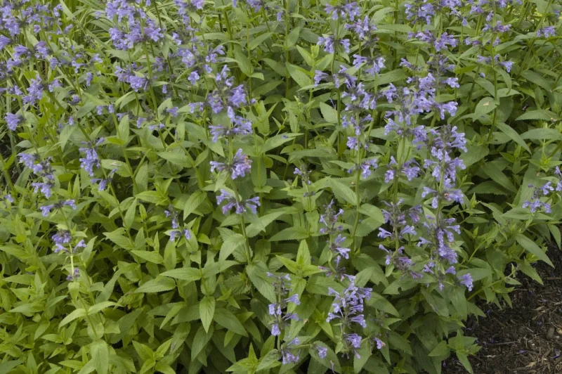 Nepeta sibirica
