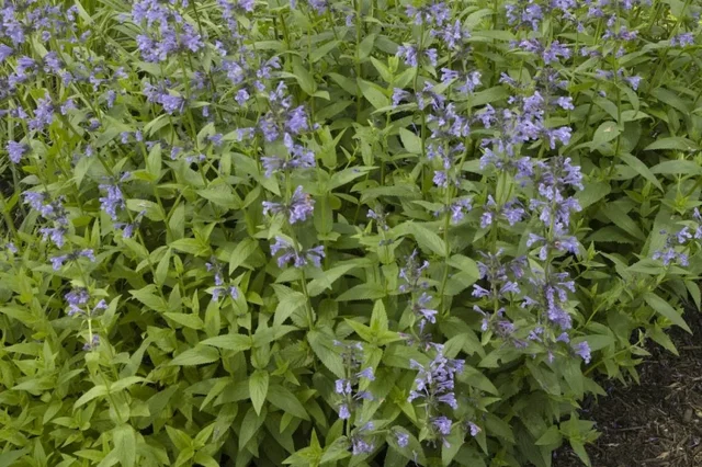 Nepeta sibirica Nepeta sibirica