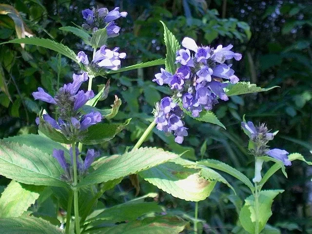 Nepeta subsessilis Nepeta subsessilis
