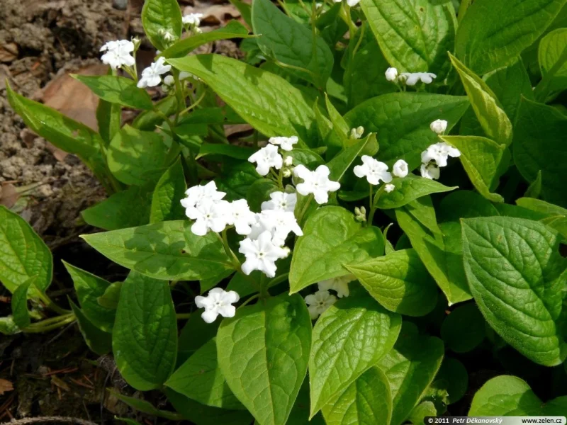Omphalodes verna 'Alba'