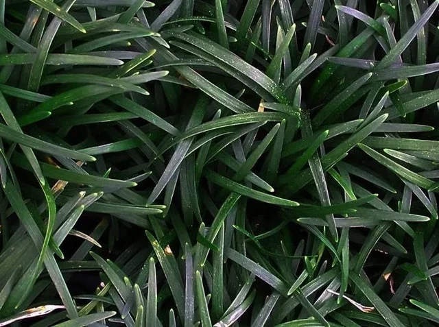 Ophiopogon japonicus 'Minor' Ophiopogon japonicus 'Minor'