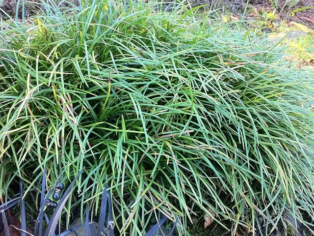 Ophiopogon japonicus 'Minor' Ophiopogon japonicus 'Minor'