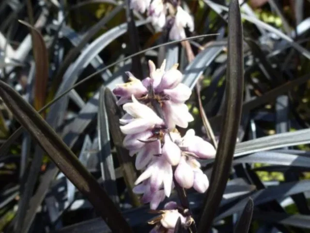 Ophiopogon planiscapus 'Niger' (Zwart gras)