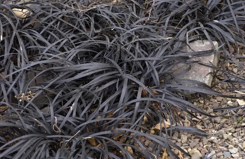 Ophiopogon planiscapus 'Niger' (Zwart gras)-2