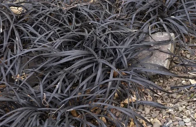 Ophiopogon planiscapus 'Niger' (Zwart gras)