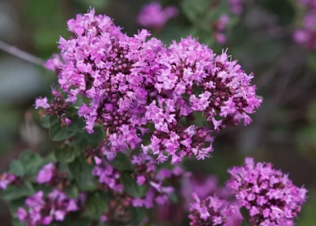 Origanum 'Rosenkuppel'