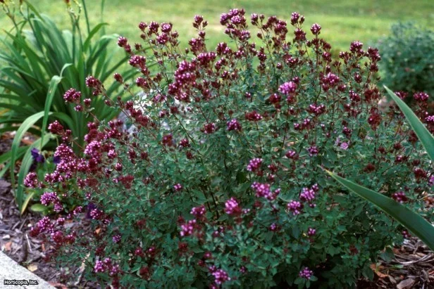 Origanum laevigatum 'Herrenhausen'