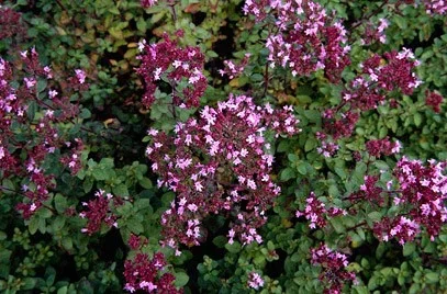 Origanum vulgare 'Compactum'