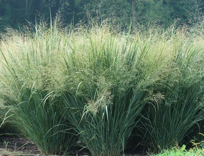 Panicum virgatum 'Heavy Metal'-1