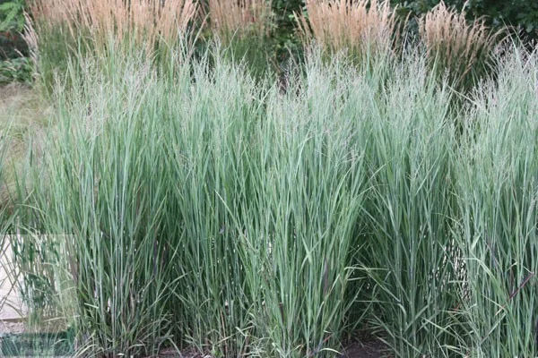 Panicum virgatum 'Heavy Metal'-2