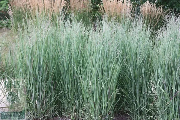 Panicum virgatum 'Heavy Metal' (Bläuliche Ruten-Hirse)