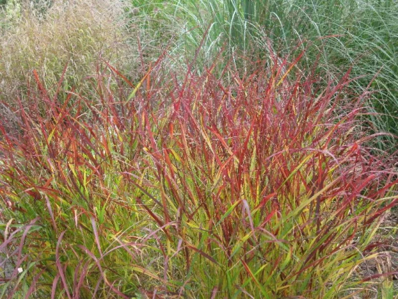 Panicum virgatum 'Rehbraun'-1