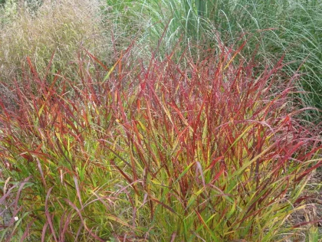 Panicum virgatum 'Rehbraun'
