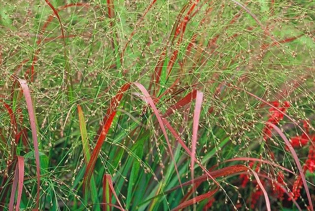 Panicum virgatum 'Rehbraun'-2