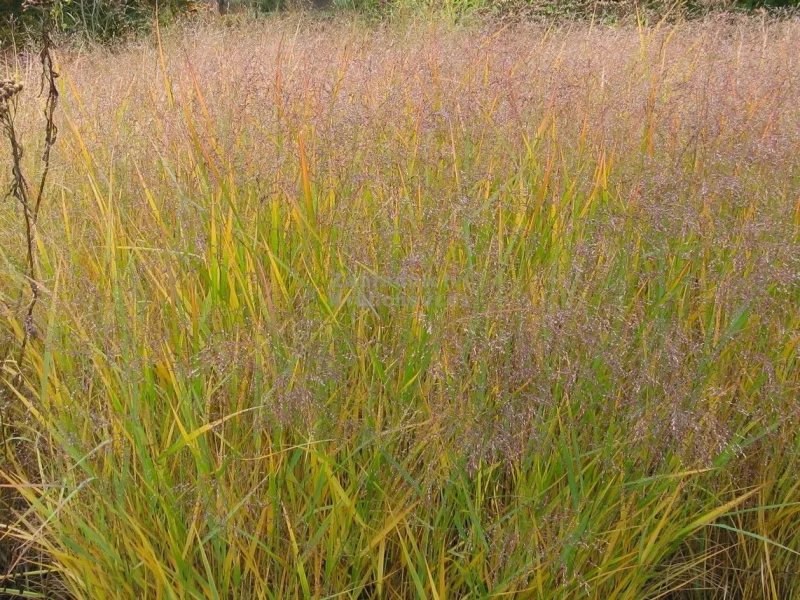 Panicum virgatum 'Squaw'