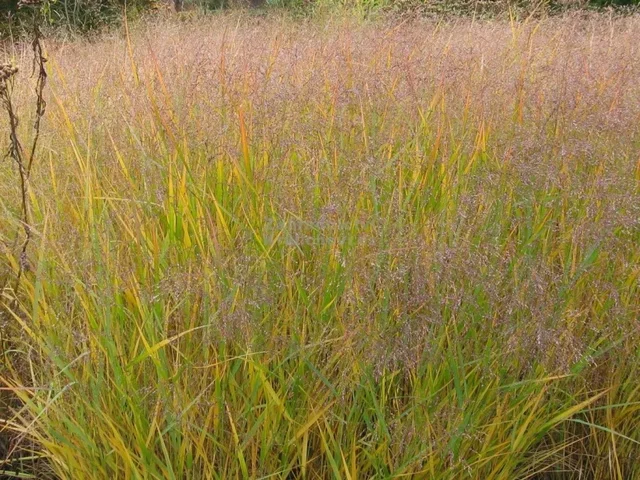 Panicum virgatum 'Squaw'