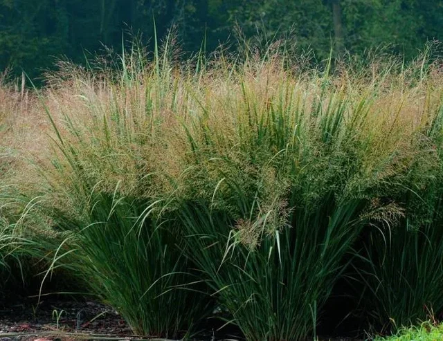 Panicum virgatum 'Strictum'