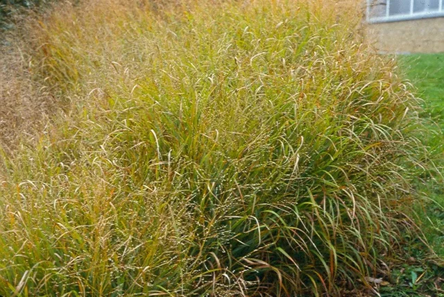 Panicum virgatum 'Strictum'