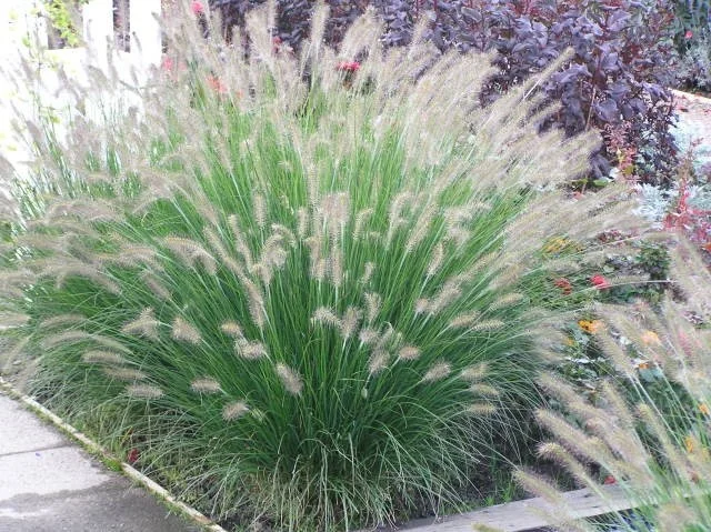 Pennisetum alopecuroides 'Hameln'
