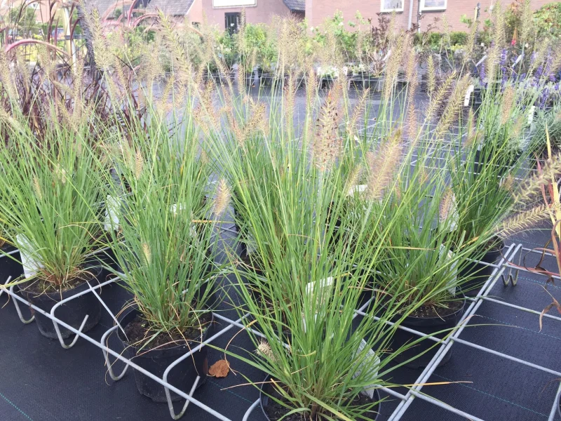 Pennisetum alopecuroides 'Hameln'-3