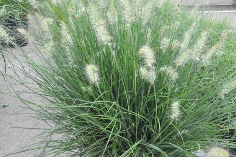 Pennisetum alopecuroides 'Little Bunny'-3