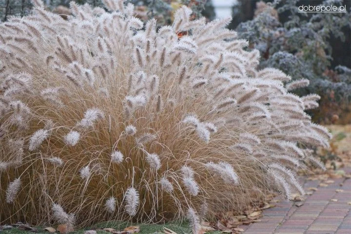 Pennisetum alopecuroides 'Little Bunny'-2