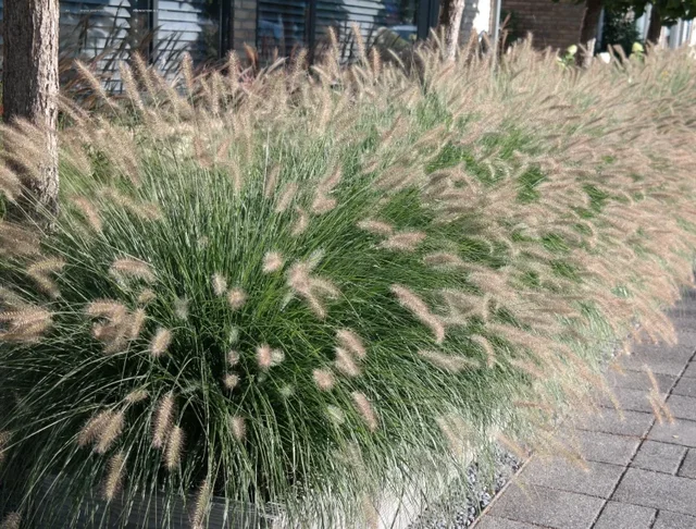 Pennisetum alopecuroides