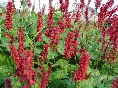 Persicaria a. 'JS Caliente' (Kerzenknöterich)
