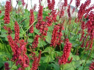 Persicaria amplexicaulis 'JS Caliente'