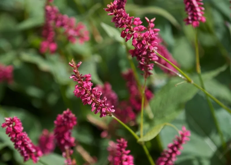 Persicaria amplexicaulis 'Taurus'