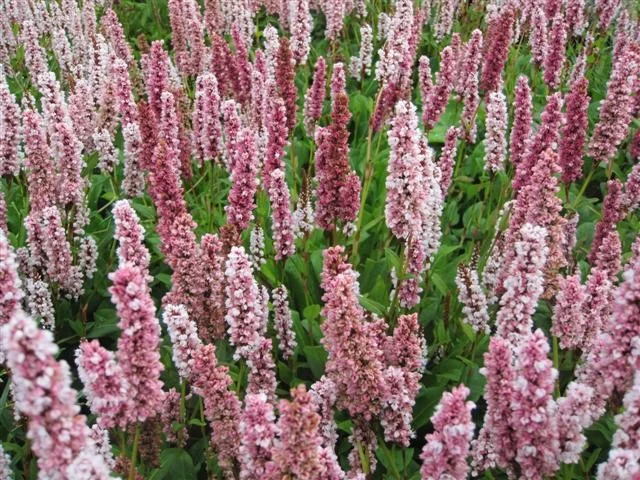 Persicaria affinis 'Darjeeling Red' Persicaria affinis 'Darjeeling Red'